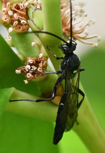 Melanichneumon sp.